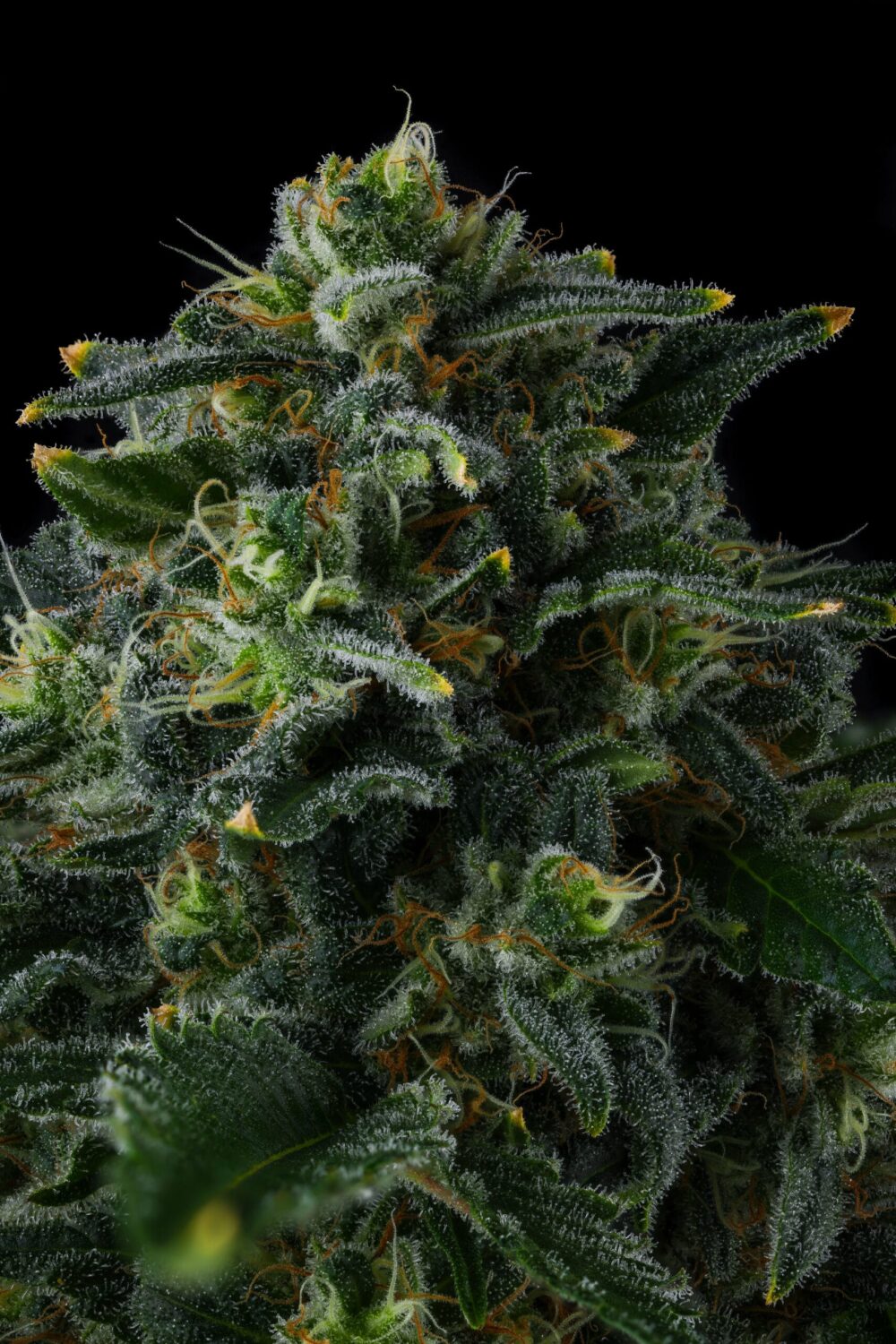 Genética de cannabis Philbo Baggins – Compound Genetics – foto 2