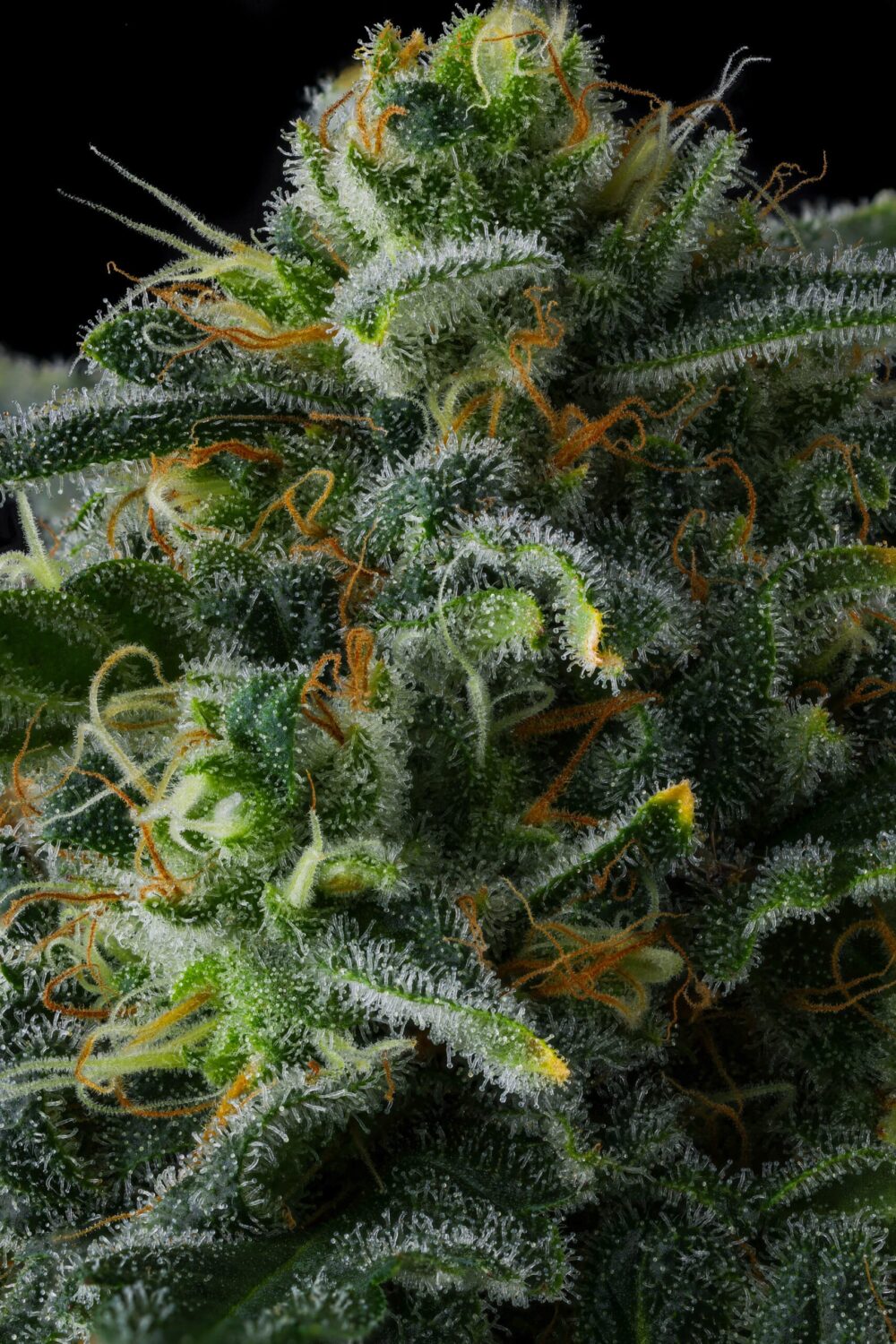 Genética de cannabis Philbo Baggins – Compound Genetics – foto 3