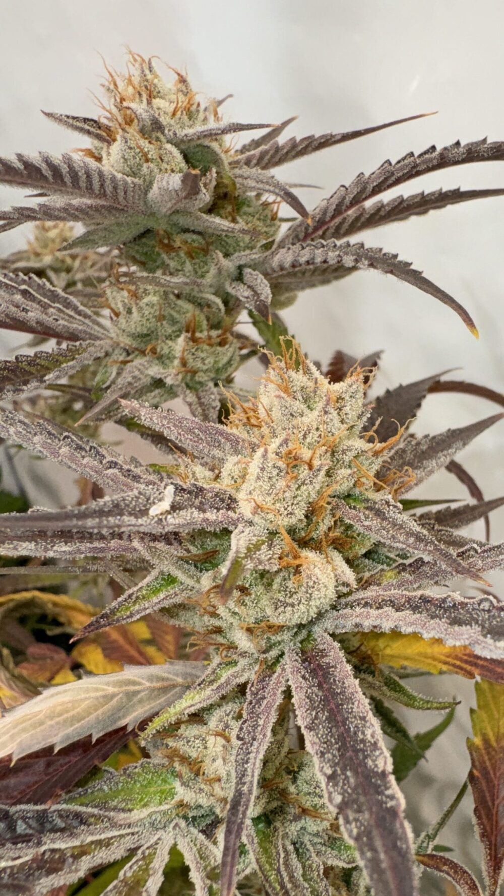 Pink Crumble – Cítrico Frutas Verdes
