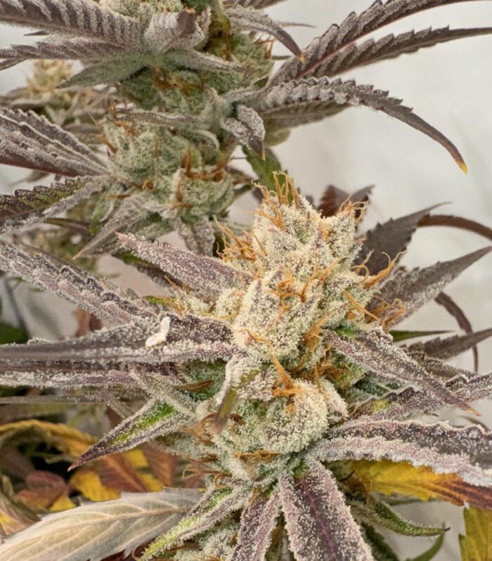 Sementes feminizadas Pink Crumble – Karma Genetics