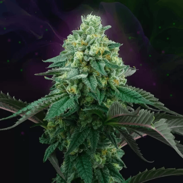 Genética de cannabis Pink Gasoline – Perfect Tree – foto 2