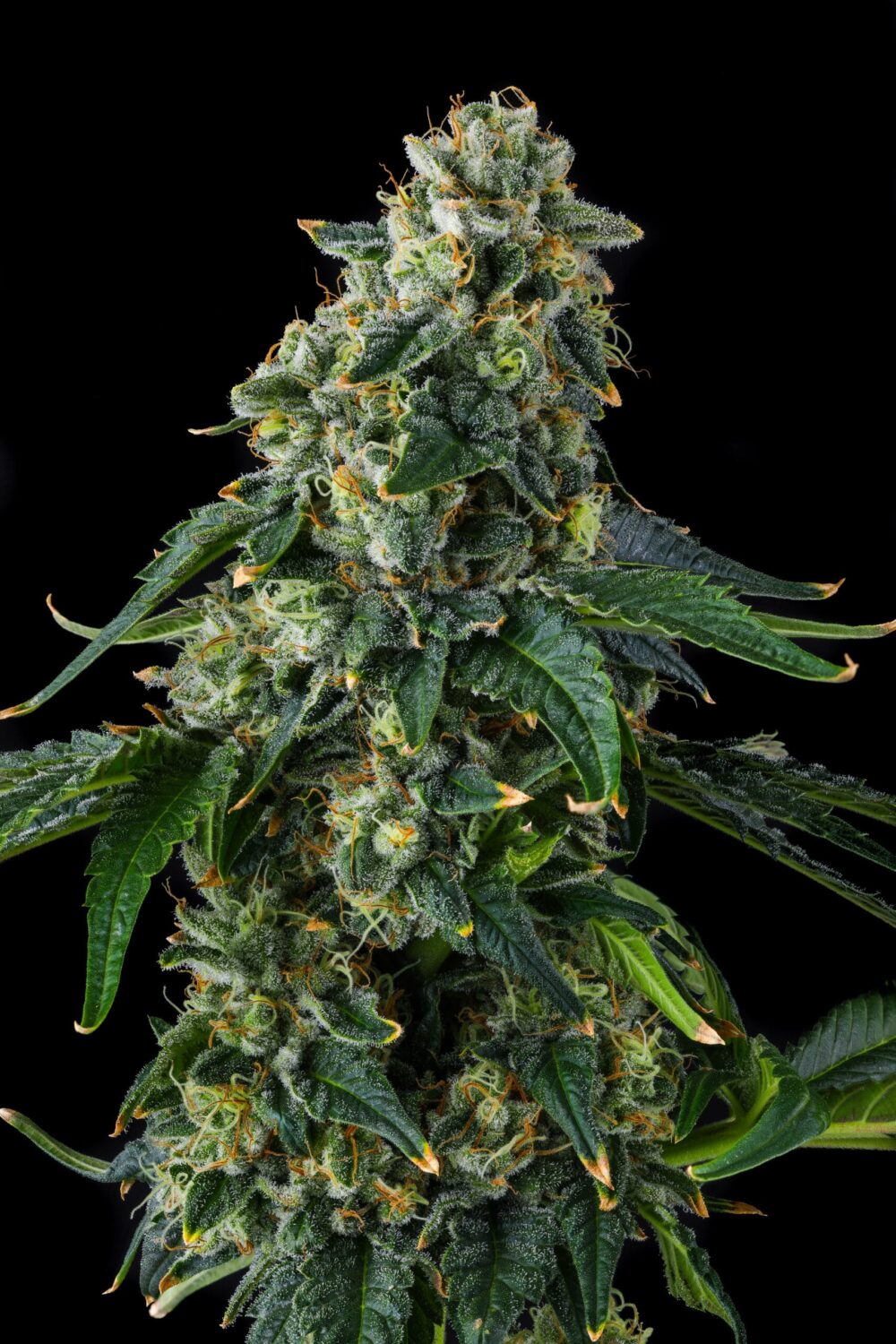 Sementes feminizadas Presidential Pardon – Compound Genetics