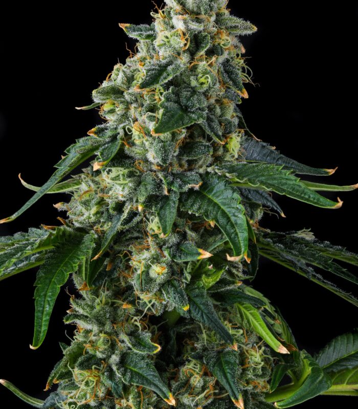 Sementes feminizadas Presidential Pardon – Compound Genetics