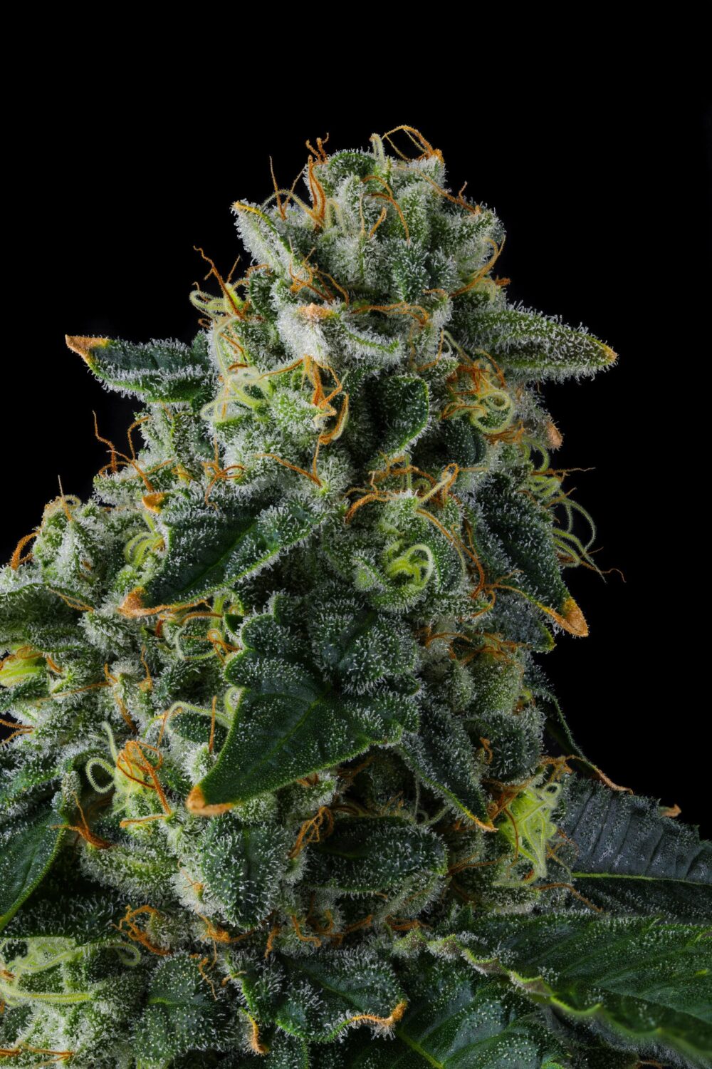 Genética de cannabis Presidential Pardon – Compound Genetics – foto 3