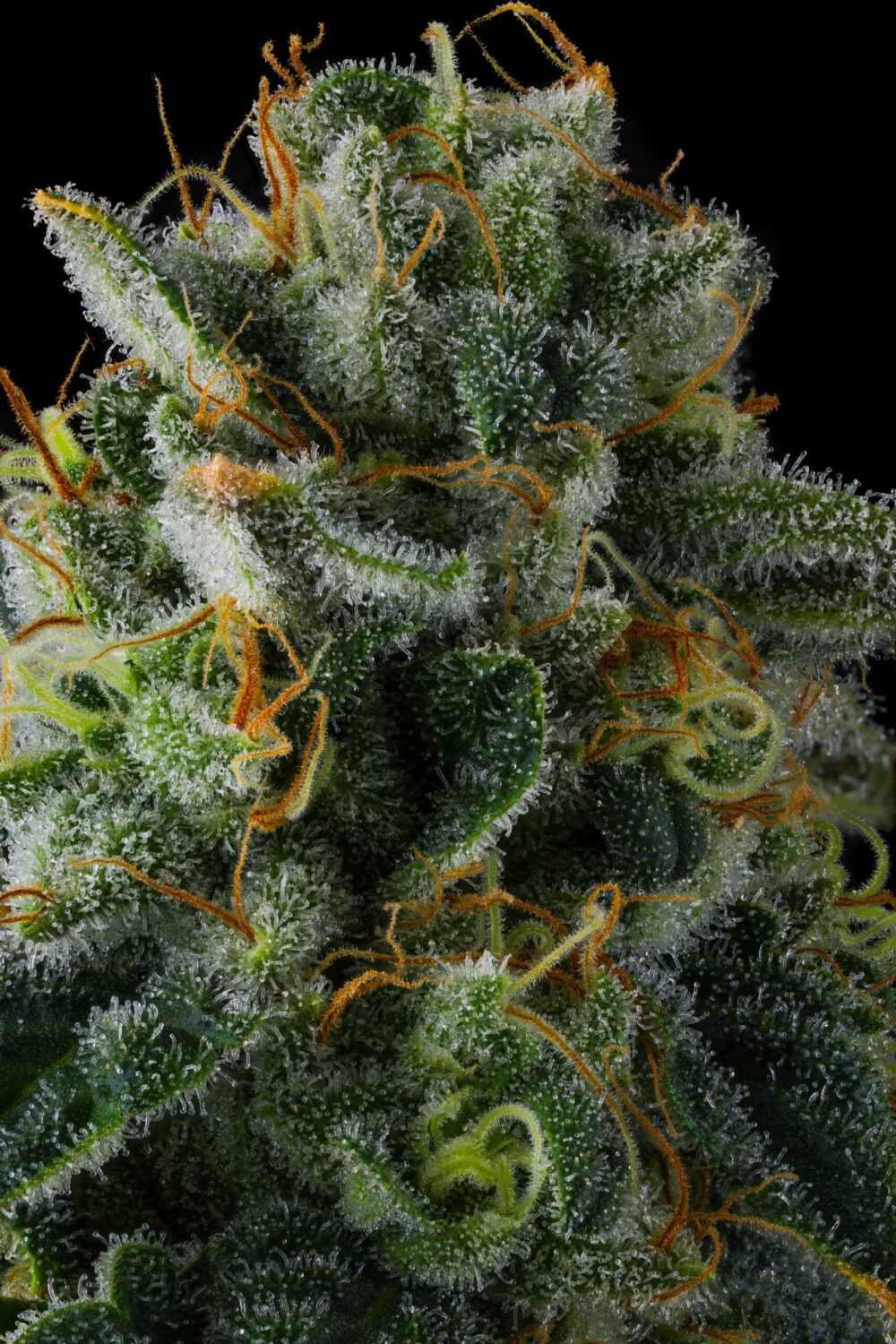 Genética de cannabis Presidential Pardon – Compound Genetics – foto 2
