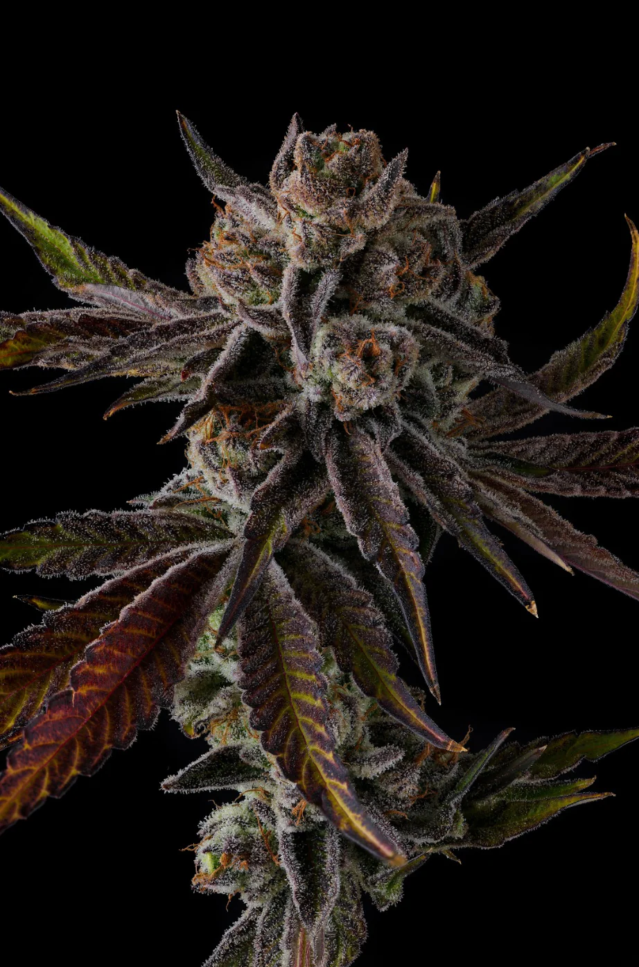 Genética de cannabis Purple Preserves  – Compound Genetics – foto 3