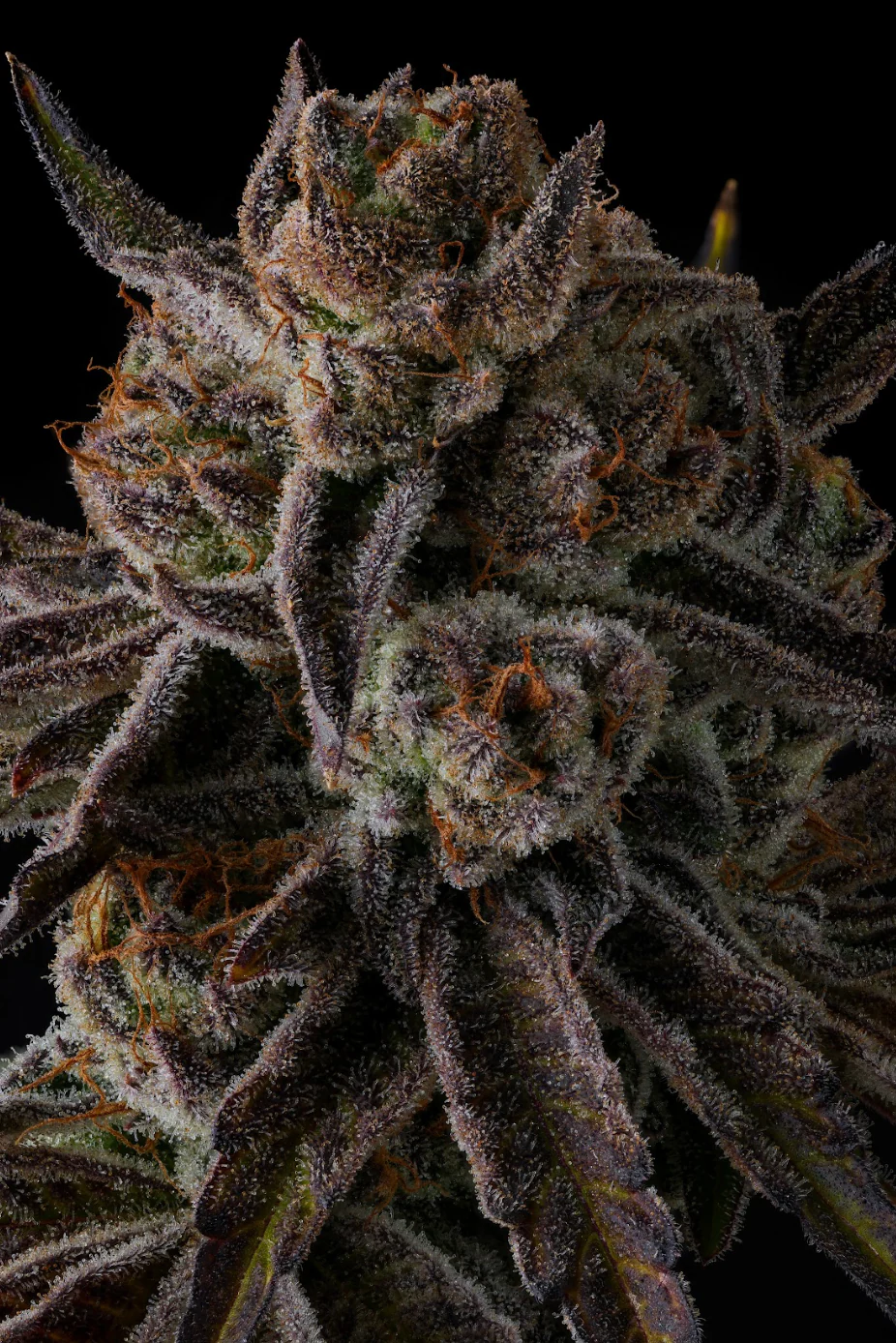 Genética de cannabis Purple Preserves  – Compound Genetics – foto 2
