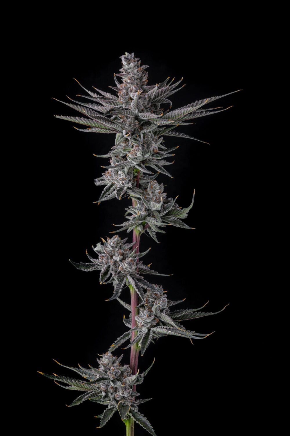 Sementes feminizadas Rah Tah Tah – Compound Genetics