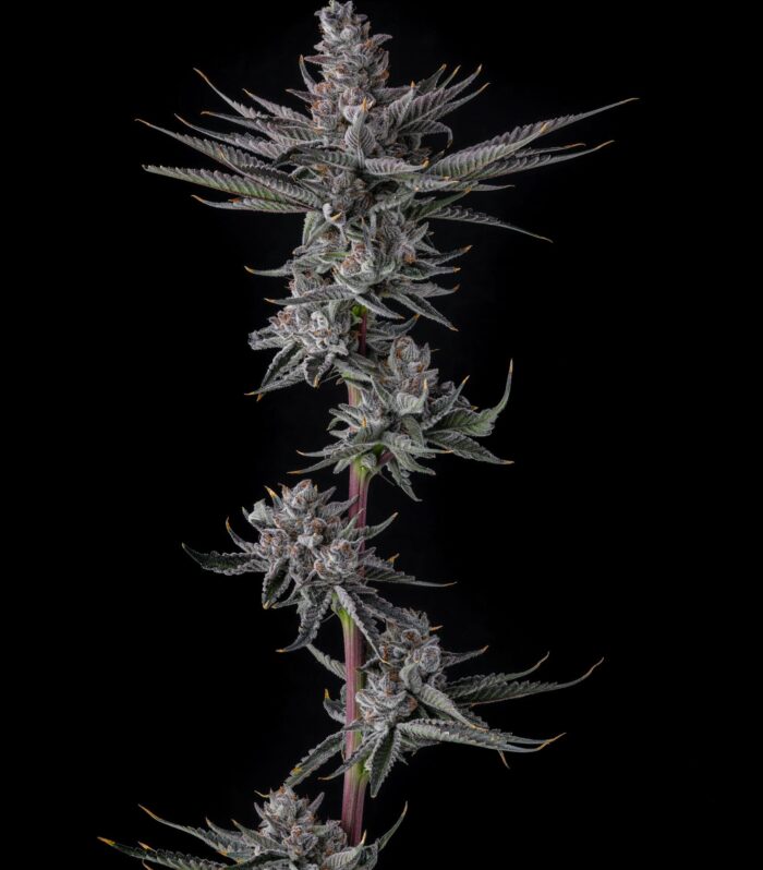 Sementes feminizadas Rah Tah Tah – Compound Genetics