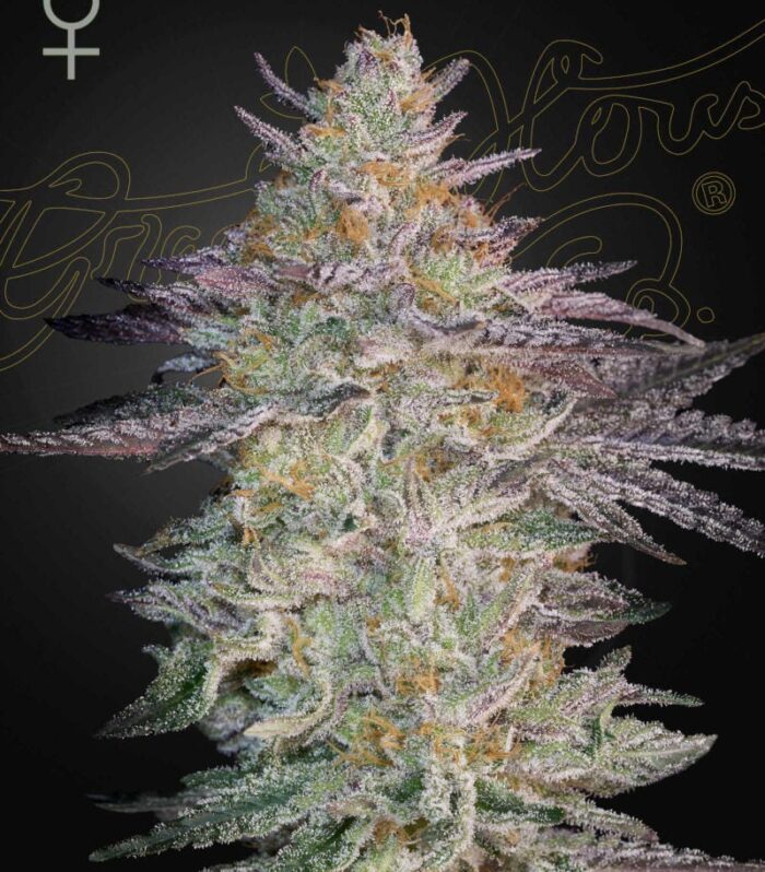 Sementes feminizadas Super Lemon Haze x GMO – GreenHouse Seed Co.