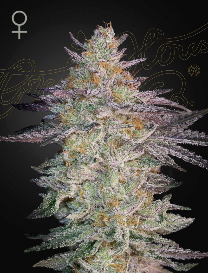 Sementes feminizadas Super Lemon Haze x GMO – GreenHouse Seed Co.