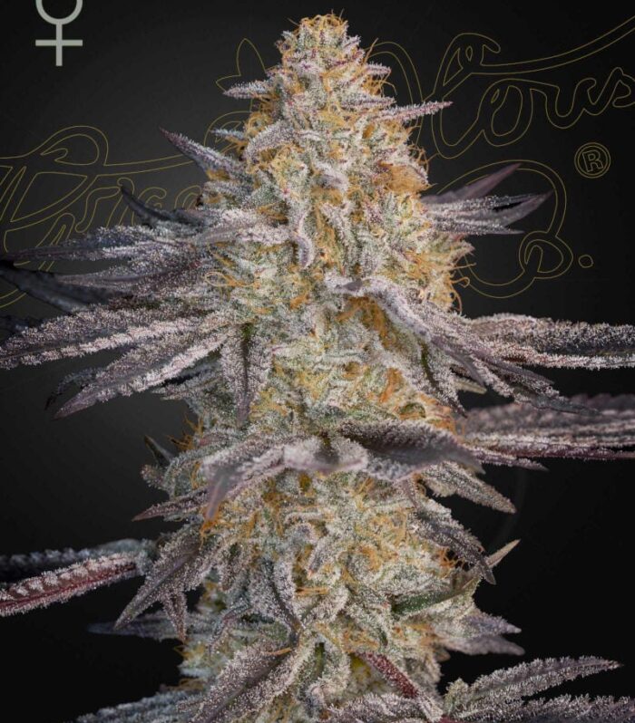 Sementes feminizadas Super Lemon Haze x RS11 – GreenHouse Seed Co.