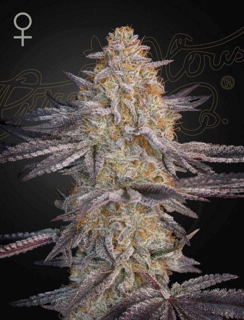 Sementes feminizadas Super Lemon Haze x RS11 – GreenHouse Seed Co.