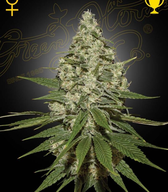 Sementes feminizadas Super Lemon Haze – GreenHouse Seed Co.