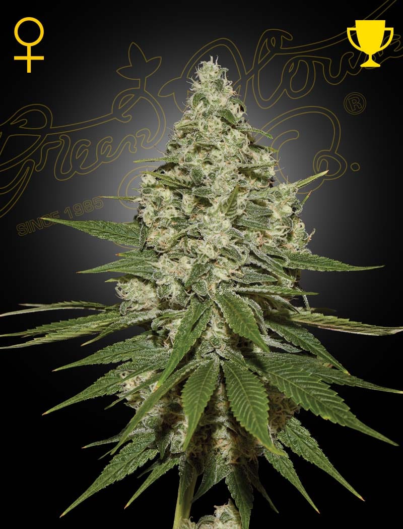 Super Lemon Haze – Gás