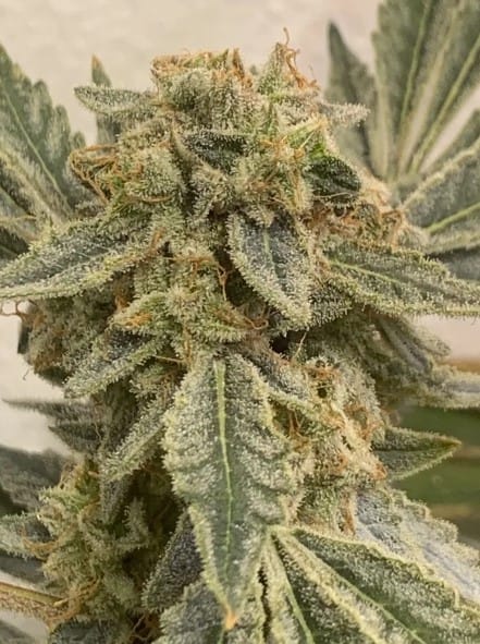 Sementes de cannabis Sorbet Breath OG by Exhalt Genetics