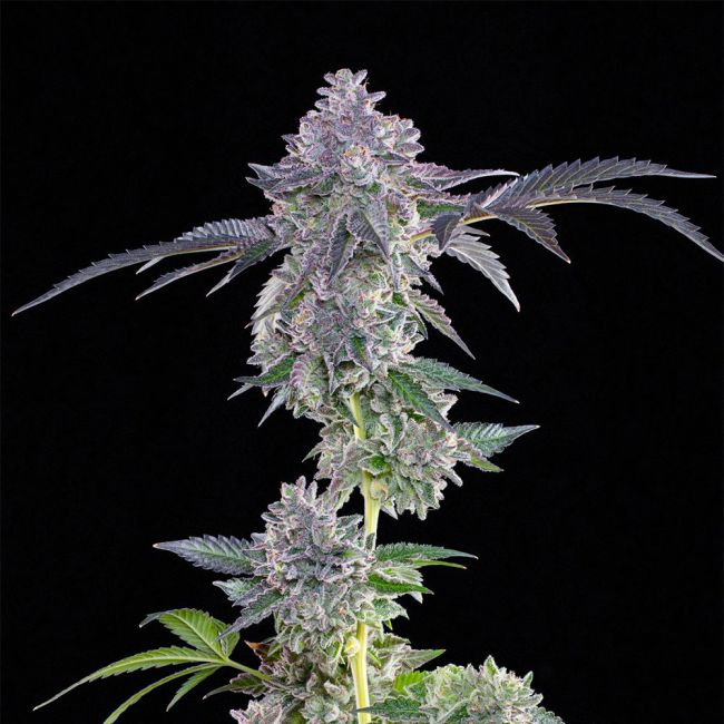 Sementes feminizadas LIME ZERB – Grounded Genetics