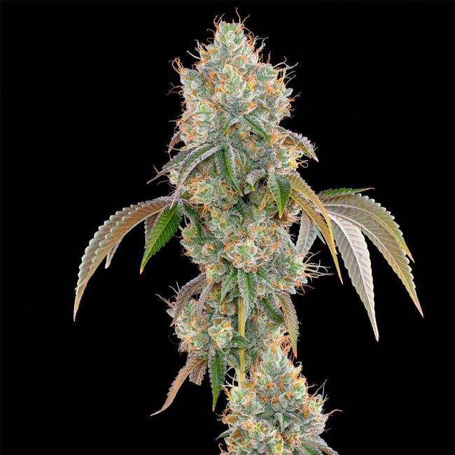 Sementes feminizadas LIMESCOTTI – Grounded Genetics