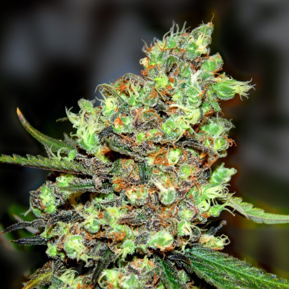 Skunk #1 – Skunk