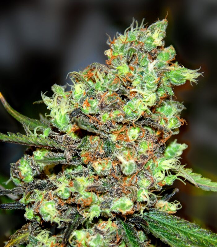 Sementes feminizadas Skunk #1 – G13 Labs