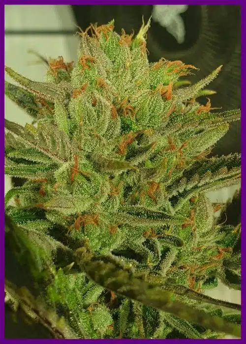Genética de cannabis Sugar Tree – Zmoothiez Genetics – foto 2