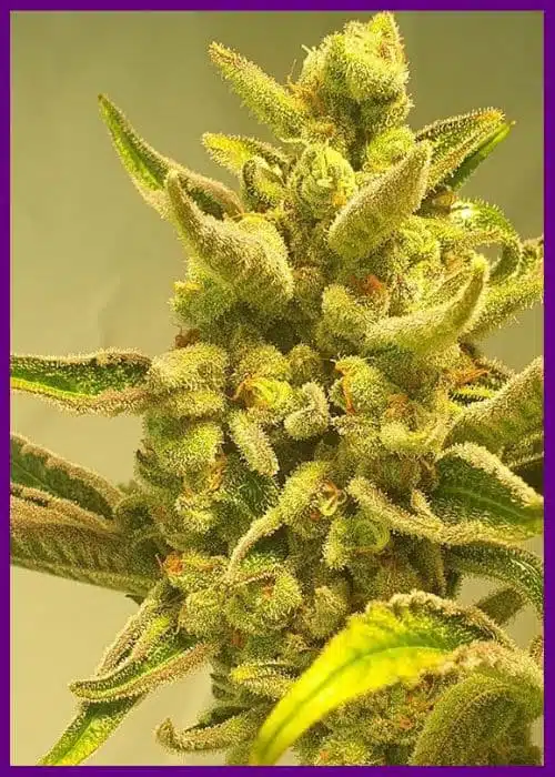Genética de cannabis Supa Choopz – Zmoothiez Genetics – foto 2