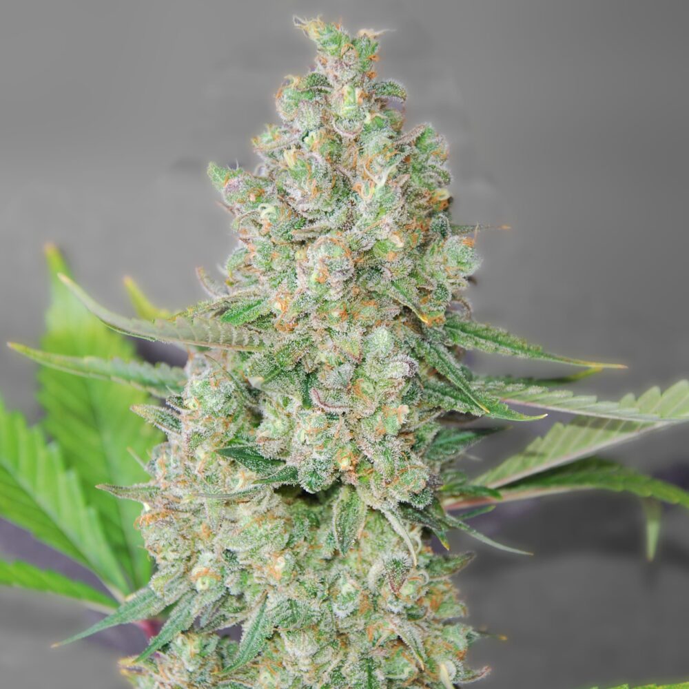 Super Skunk – Skunk