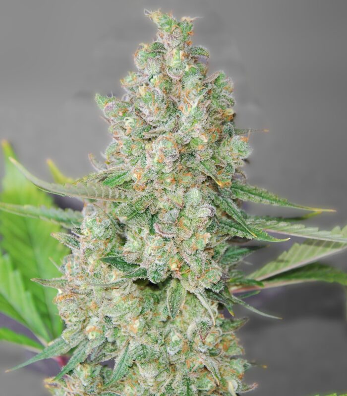 Sementes feminizadas Super Skunk – G13 Labs