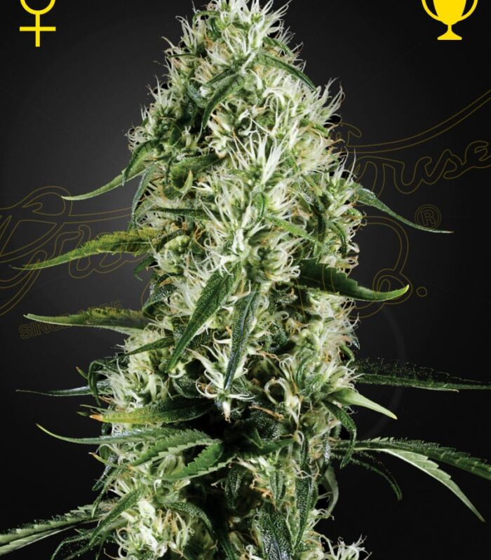 Sementes feminizadas Super Silver Haze – GreenHouse Seed Co.