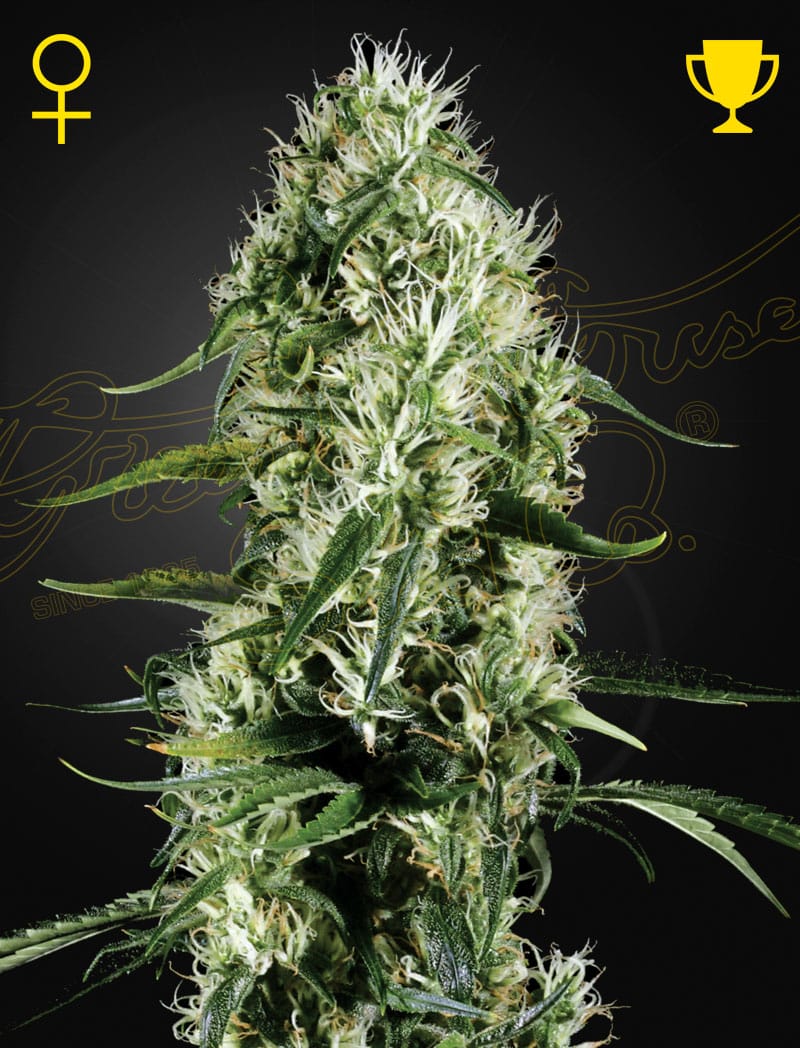 Sementes feminizadas Super Silver Haze – GreenHouse Seed Co.