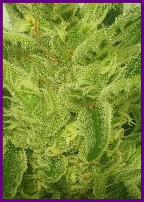 Genética de cannabis Supreme Nectar – Zmoothiez Genetics – foto 2