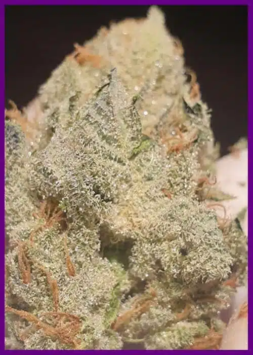 Genética de cannabis Supreme Nectar – Zmoothiez Genetics – foto 3