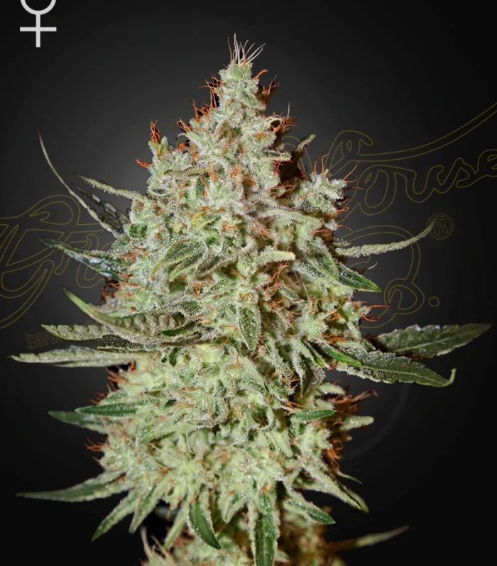 Sementes feminizadas Train Wreck – GreenHouse Seed Co.