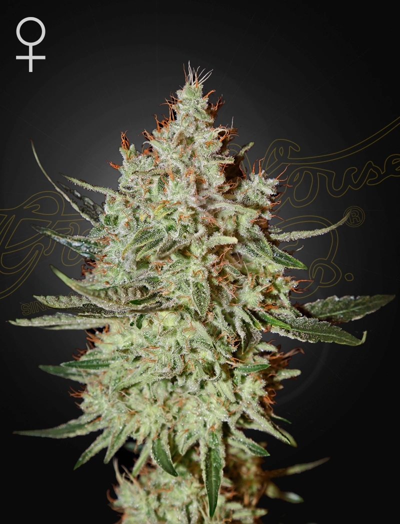 Sementes feminizadas Train Wreck – GreenHouse Seed Co.