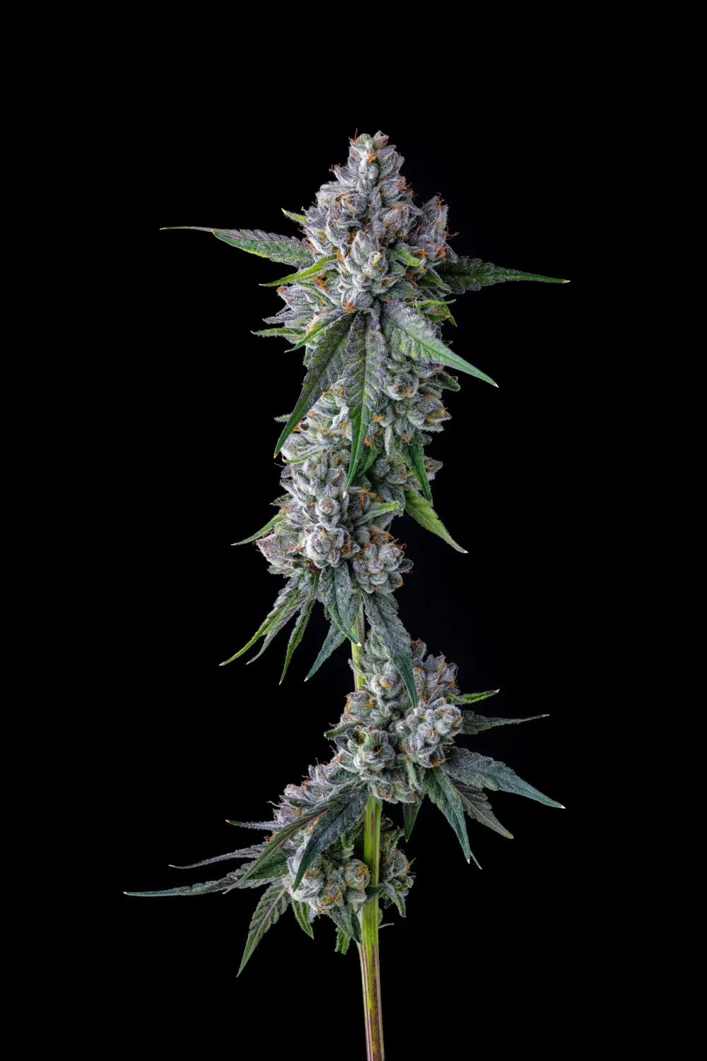 Sementes feminizadas Trillianz – Compound Genetics