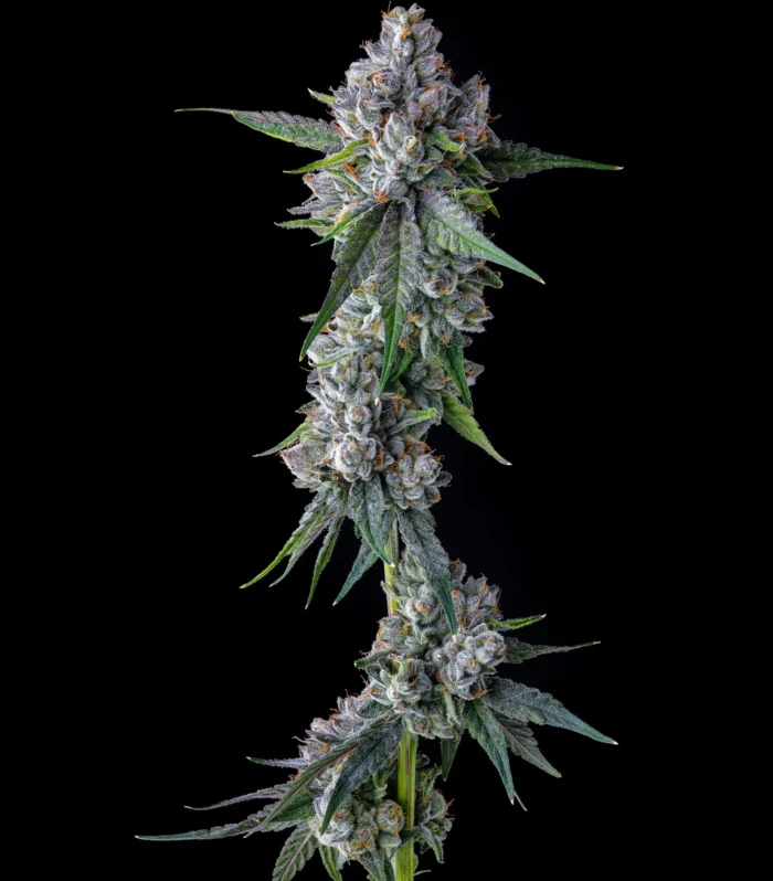 Sementes feminizadas Trillianz – Compound Genetics