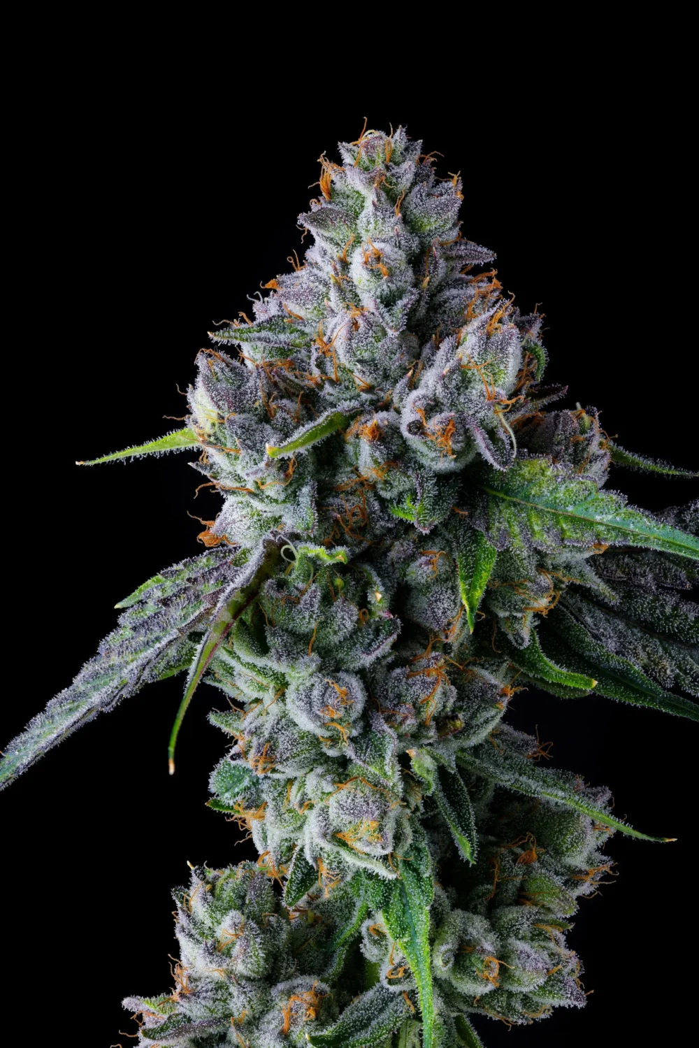 Genética de cannabis Trillianz – Compound Genetics – foto 2