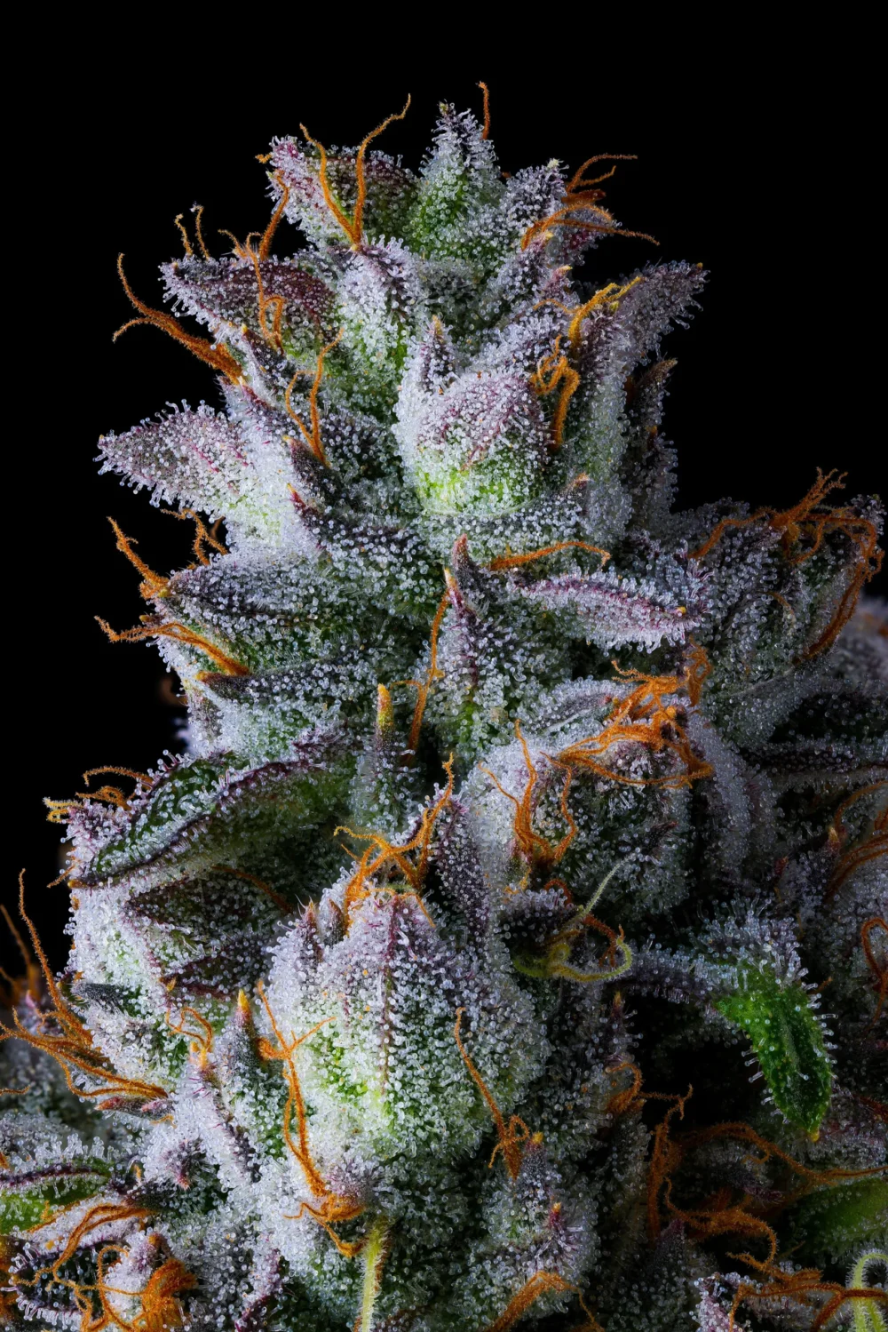 Genética de cannabis Trillianz – Compound Genetics – foto 3