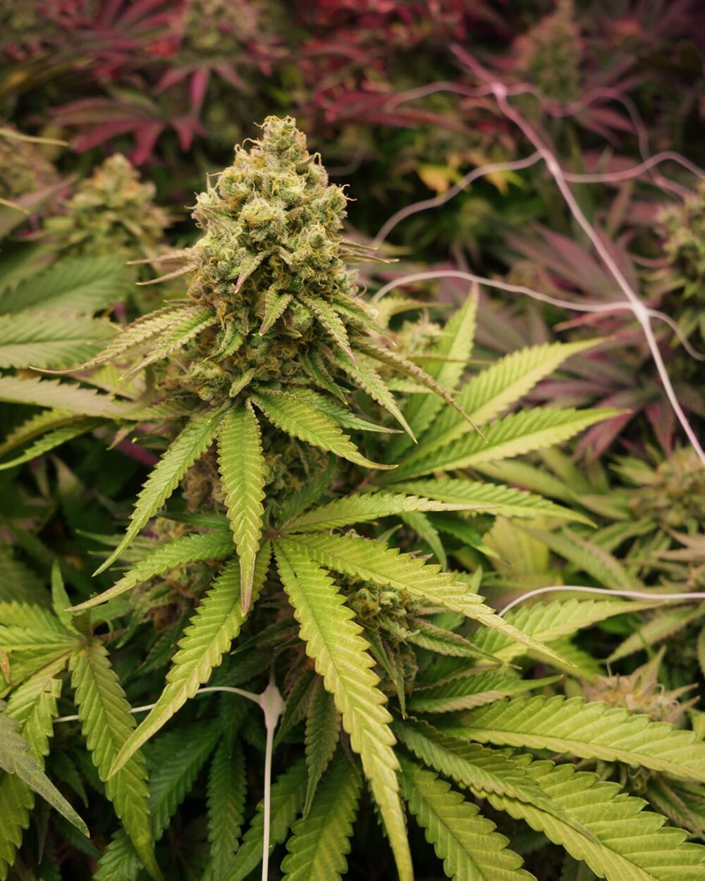 Genética de cannabis True OG – Soma's Seeds – foto 2