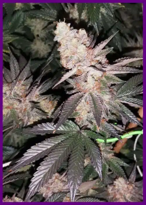Genética de cannabis Tutti Candy – Zmoothiez Genetics – foto 2