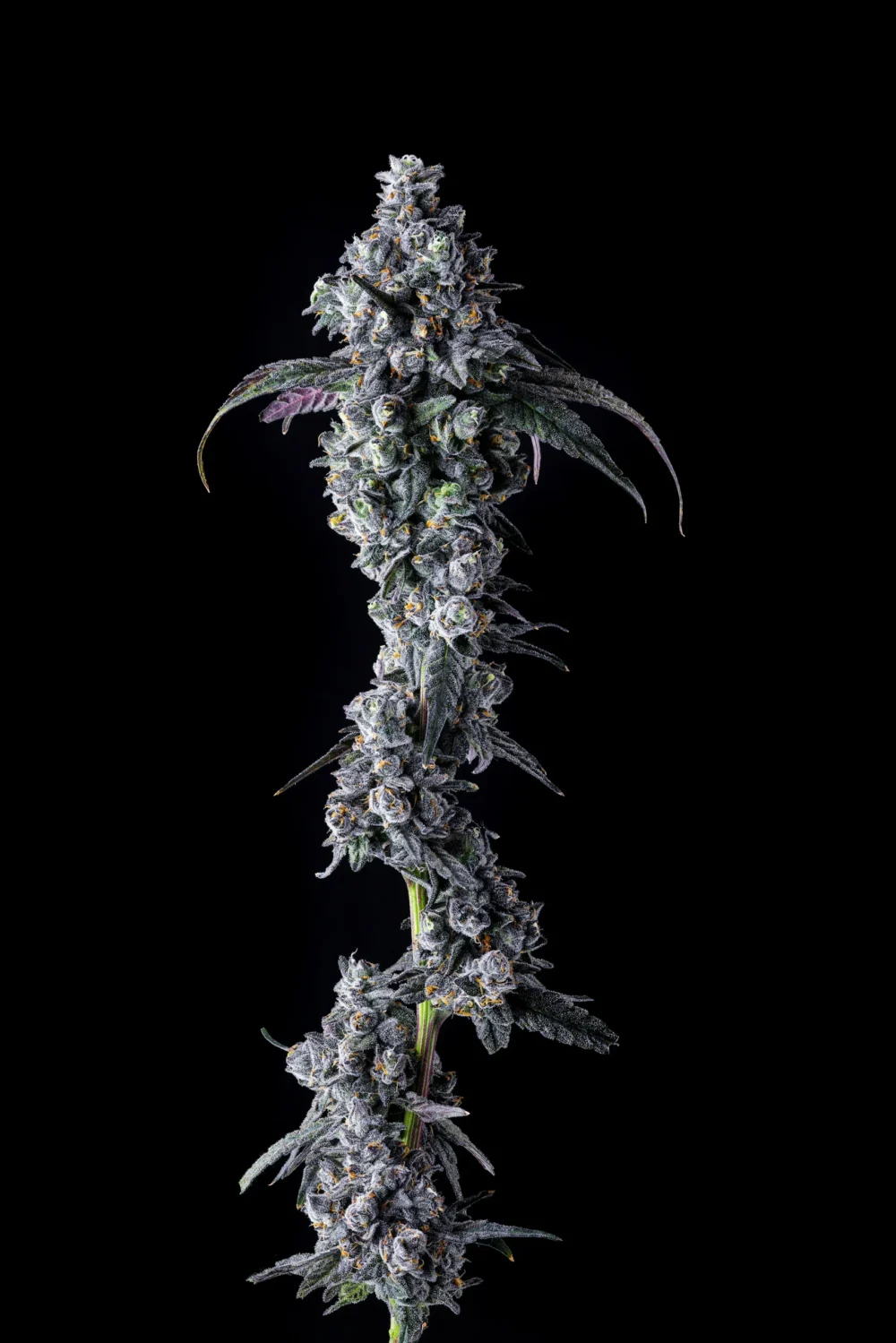 Sementes feminizadas UK Riot – Compound Genetics