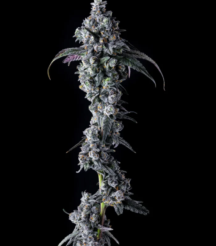 Sementes feminizadas UK Riot – Compound Genetics