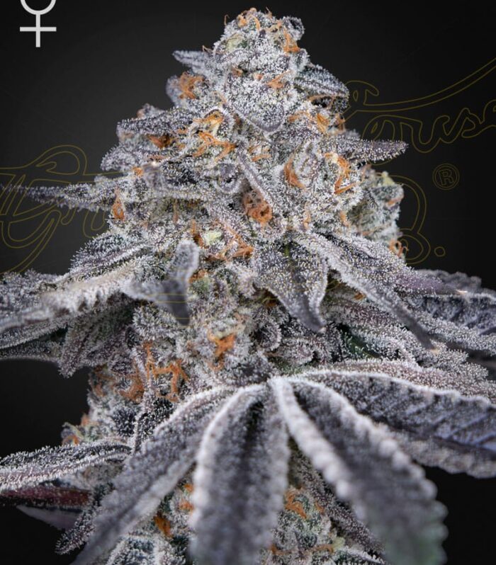 Sementes feminizadas Velvet Moon – GreenHouse Seed Co.