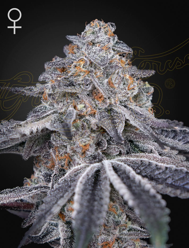 Sementes feminizadas Velvet Moon – GreenHouse Seed Co.
