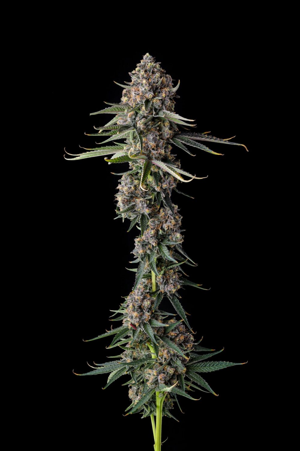 Sementes feminizadas Versace Sour – Compound Genetics