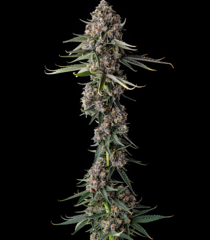 Sementes feminizadas Versace Sour – Compound Genetics