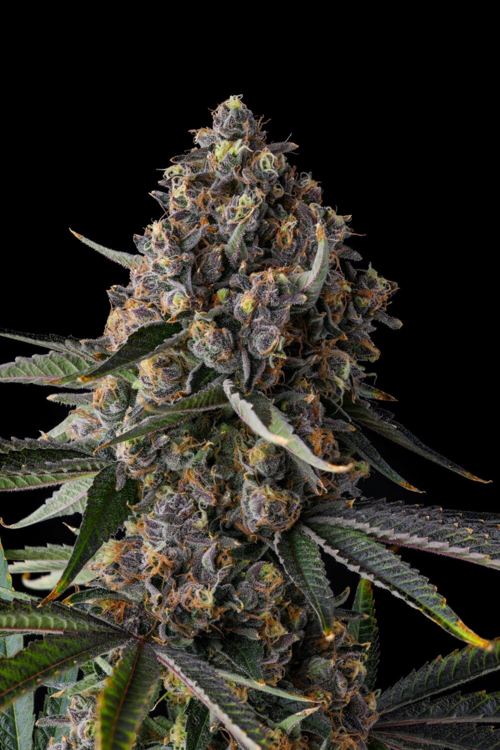 Genética de cannabis Versace Sour – Compound Genetics – foto 3