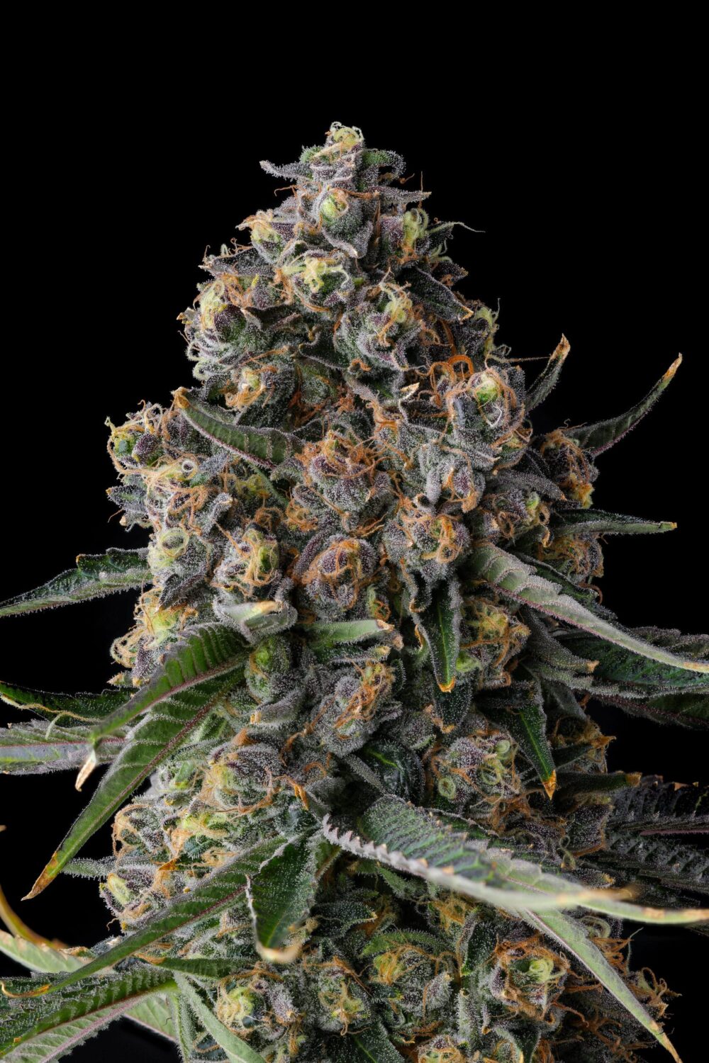 Genética de cannabis Versace Sour – Compound Genetics – foto 2
