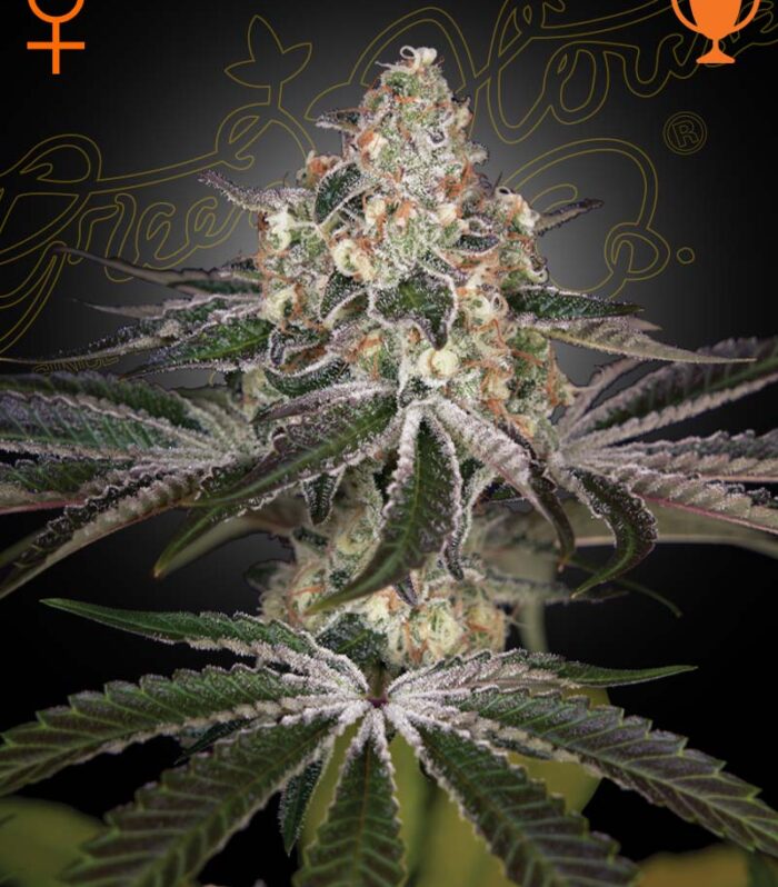 Sementes feminizadas White Widow – GreenHouse Seed Co.