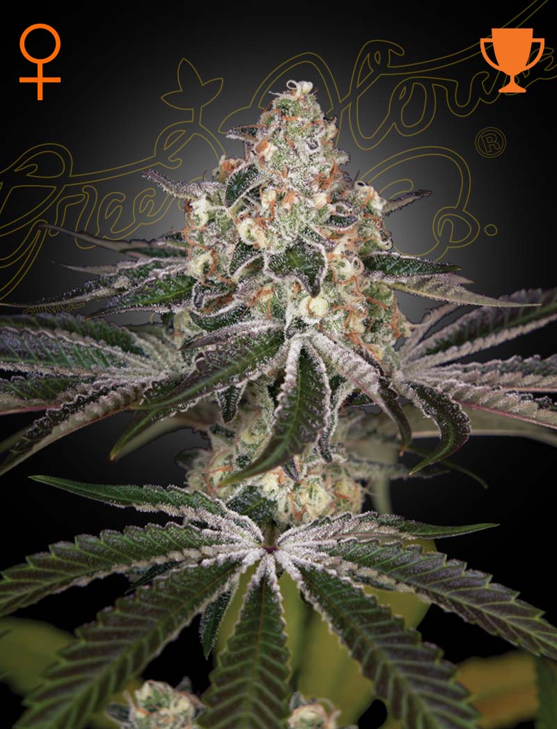 Sementes feminizadas White Widow – GreenHouse Seed Co.